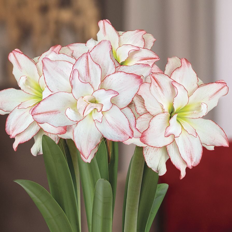 Amaryllis 'Striped Amadeus'