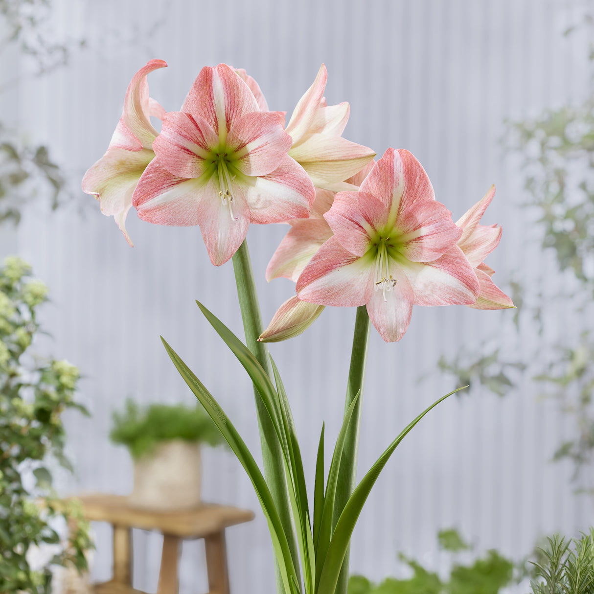 Amaryllis 'Fay'©