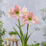 Amaryllis 'Fay'©