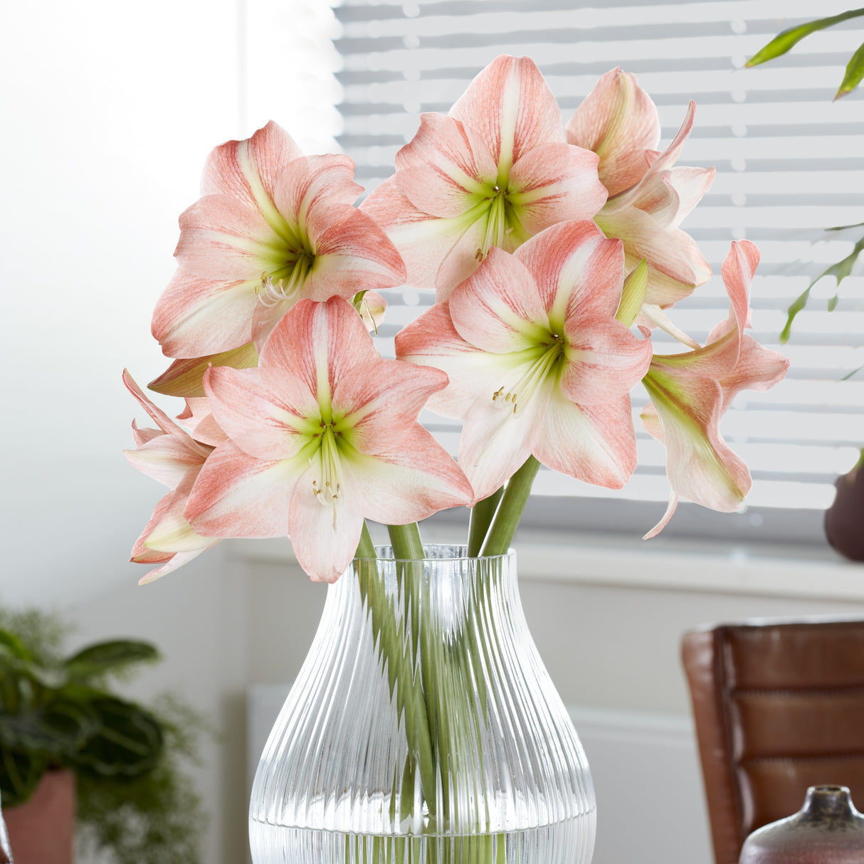 Amaryllis 'Fay'©