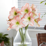 Amaryllis 'Fay'©