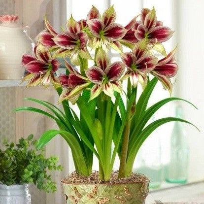 Amaryllis 'Papilio'