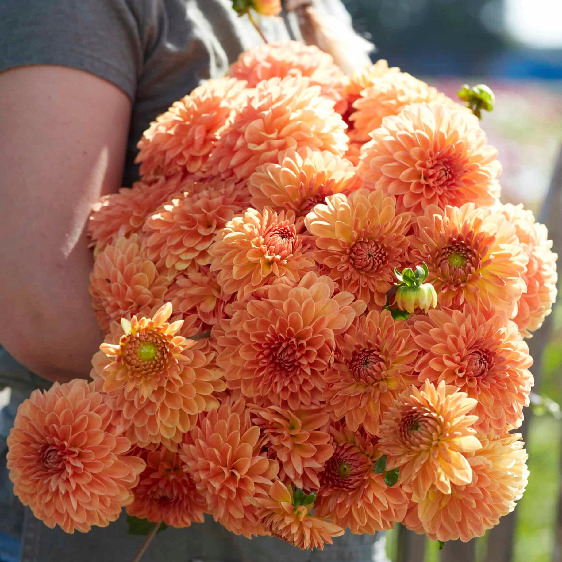 Dahlia 'Amber Crystal'