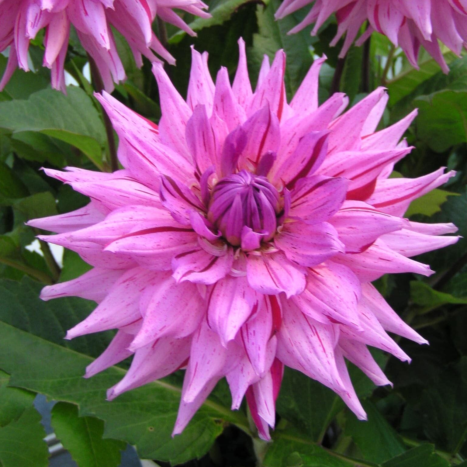 Dahlia 'American Dream'