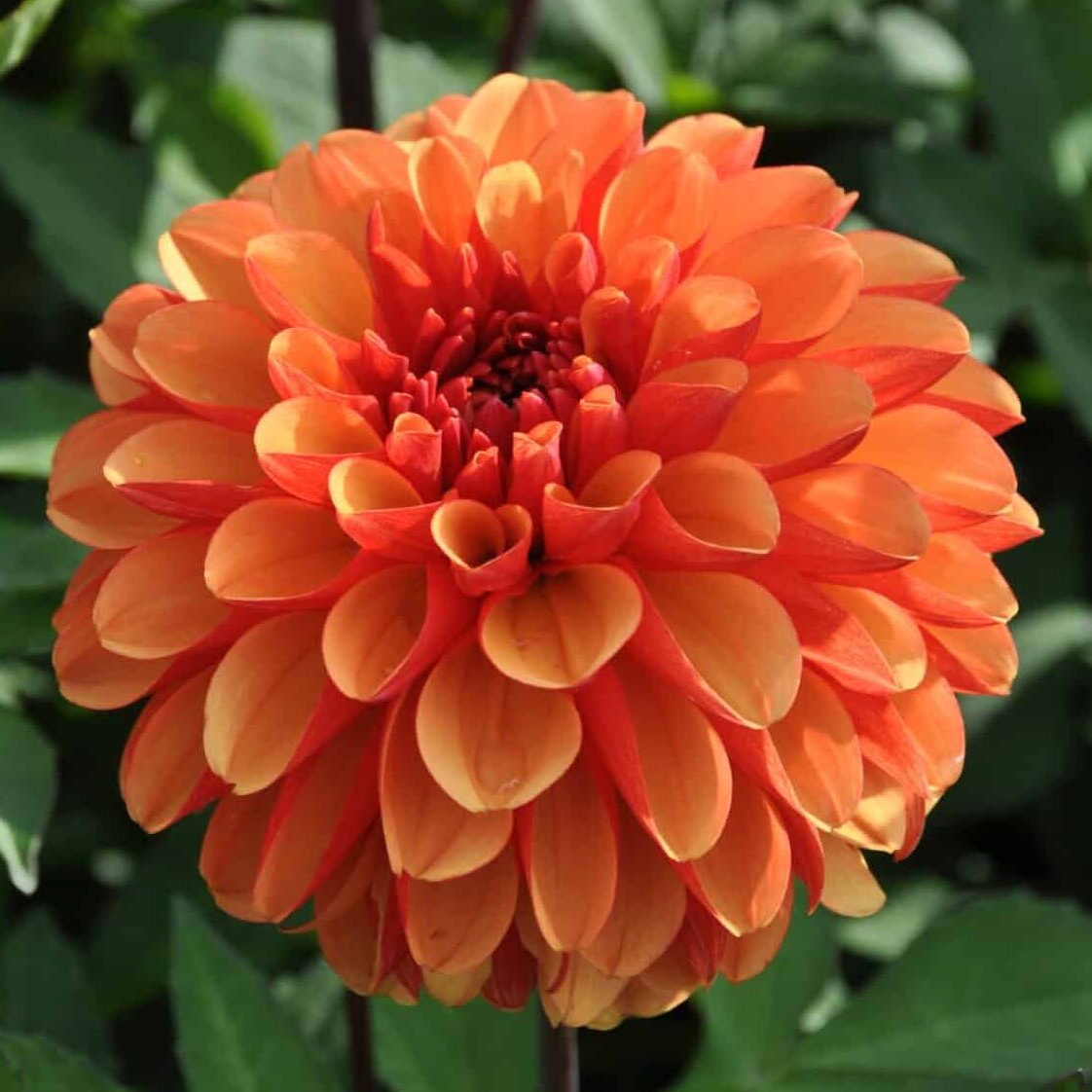 Dahlia 'American Sunset'