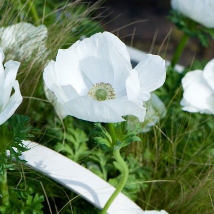 Anemone coronaria 'Bride' Løgbutikken