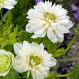Anemone coronaria 'Mount Everest' Løgbutikken