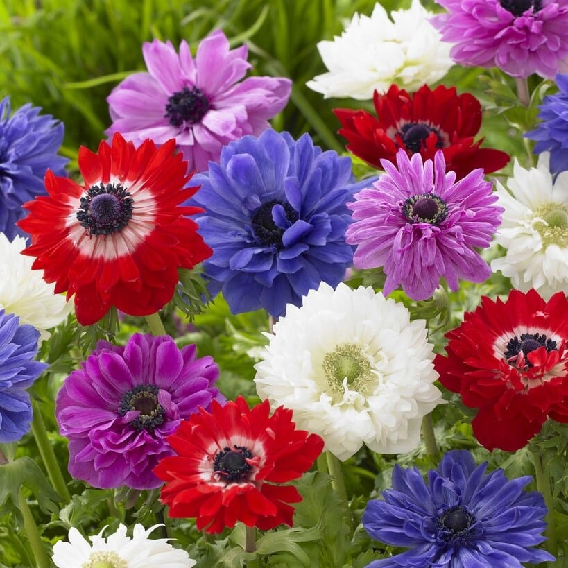 Anemone coronaria 'St. Brigid' Mix Løgbutikken