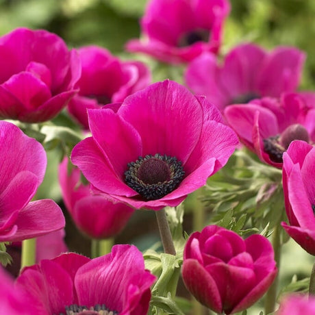 Anemone coronaria 'Sylphide' Løgbutikken