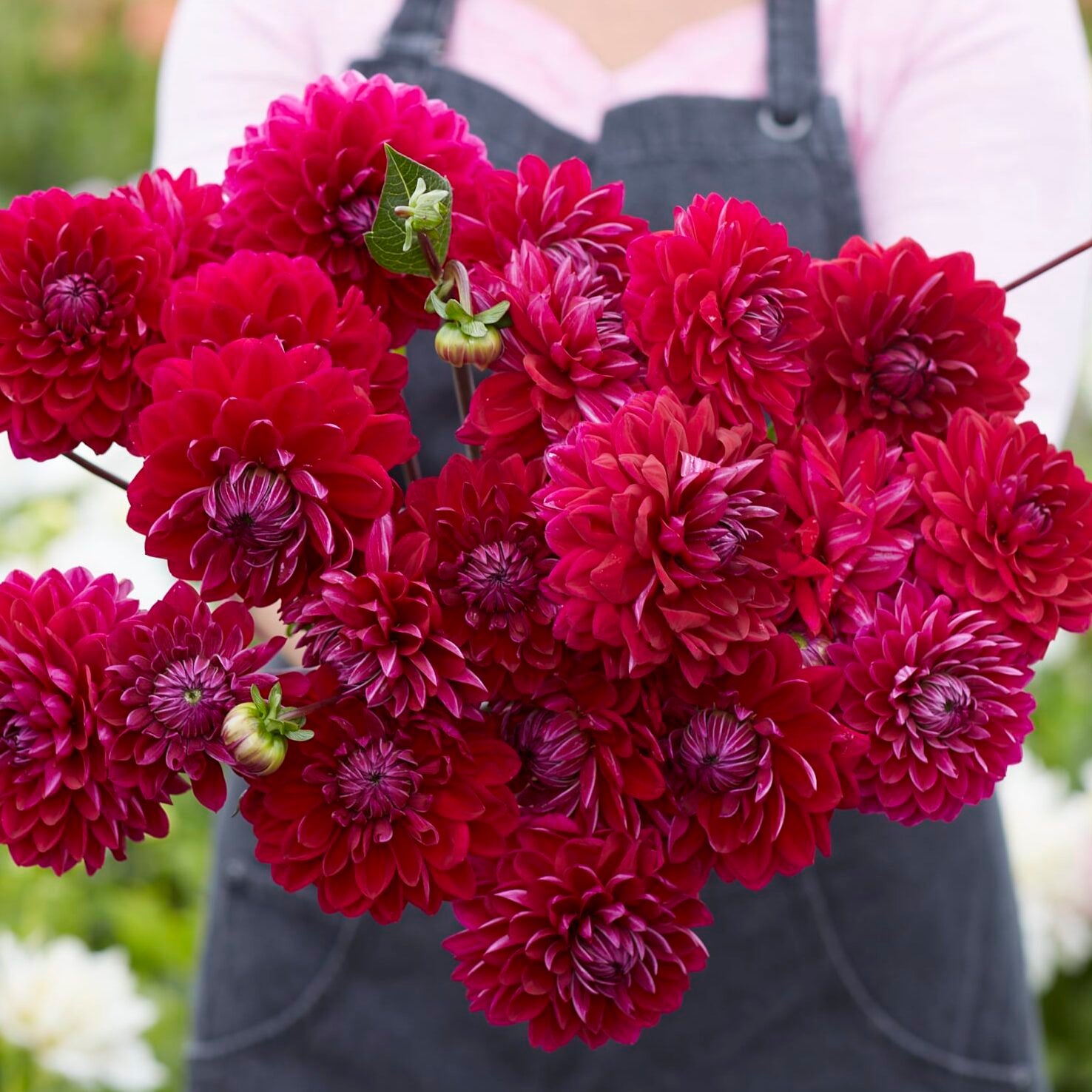 Dahlia 'Anne Cornelia'