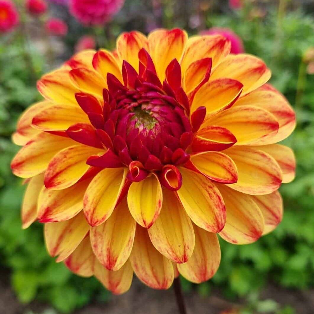 Dahlia 'Autumn Pumpkin'