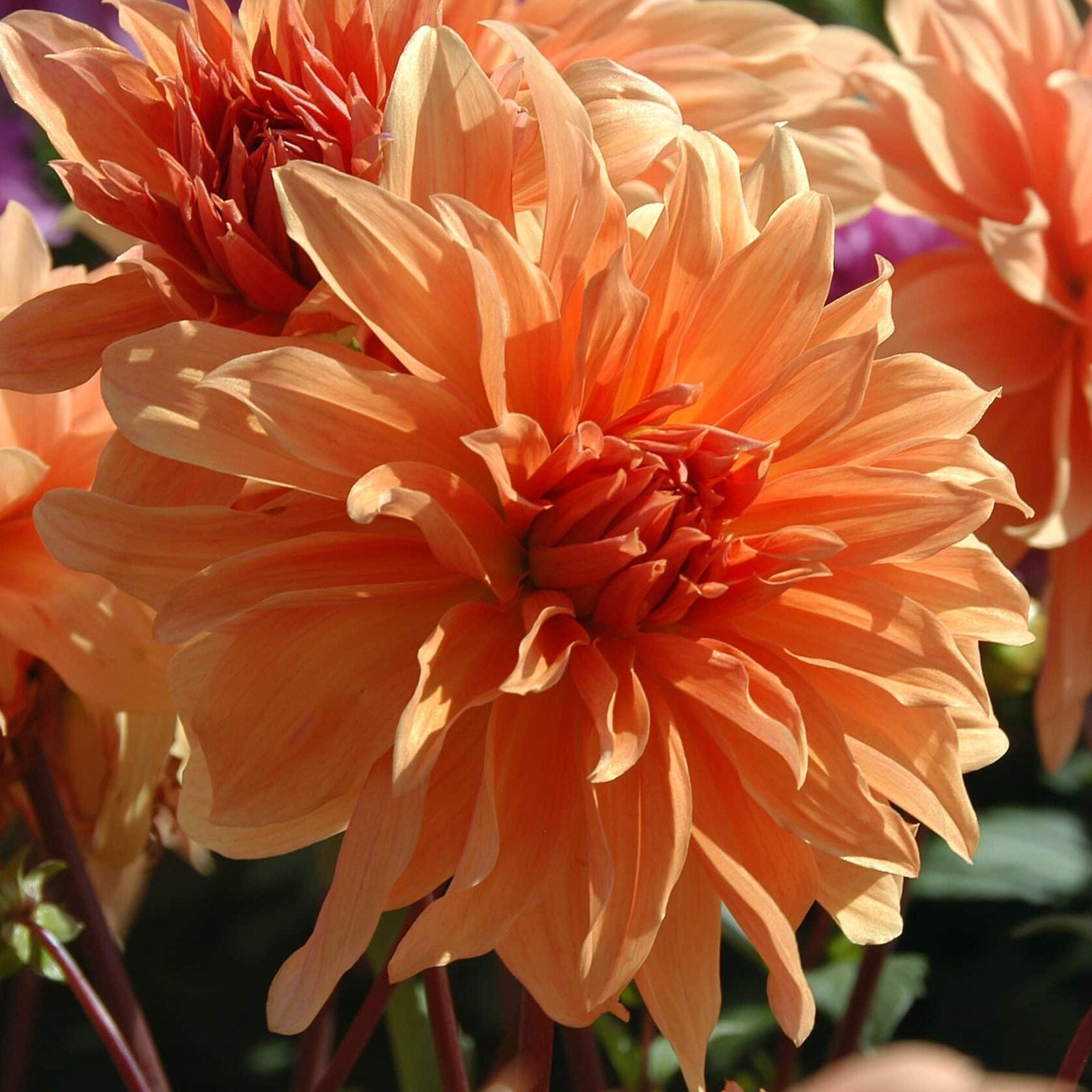 Dahlia 'Babylon Brons'