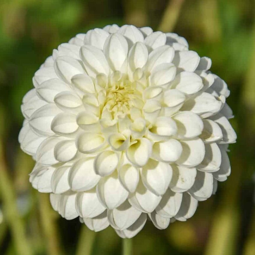 Dahlia 'Bazuin Snow White'