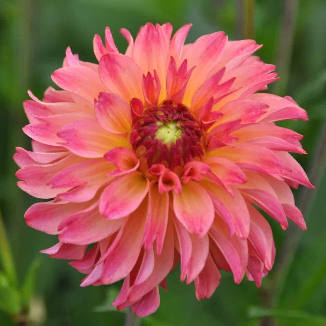 Dahlia 'Belfloor'