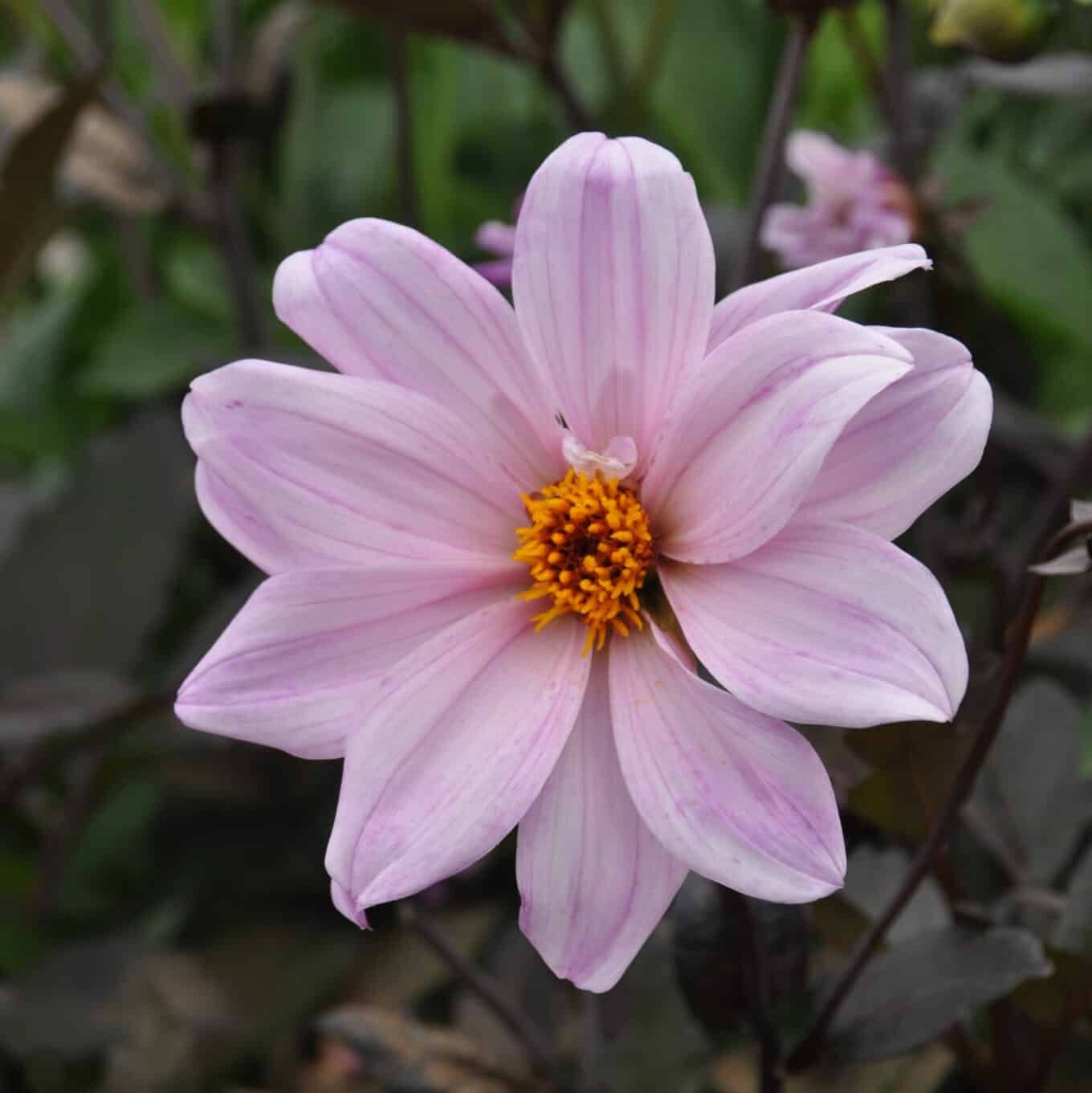 Dahlia 'Bishop of Leicester'