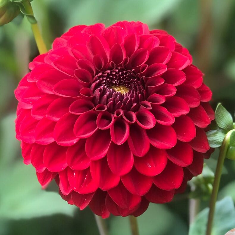 Dahlia 'Bizon Red'