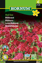 Blåkvast 'Red Sea' Frø