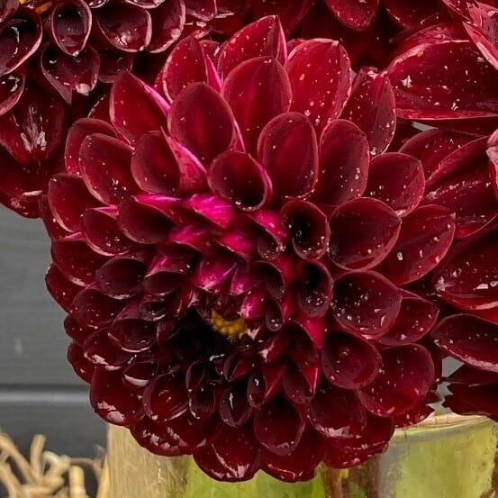 Dahlia 'Black Hero'