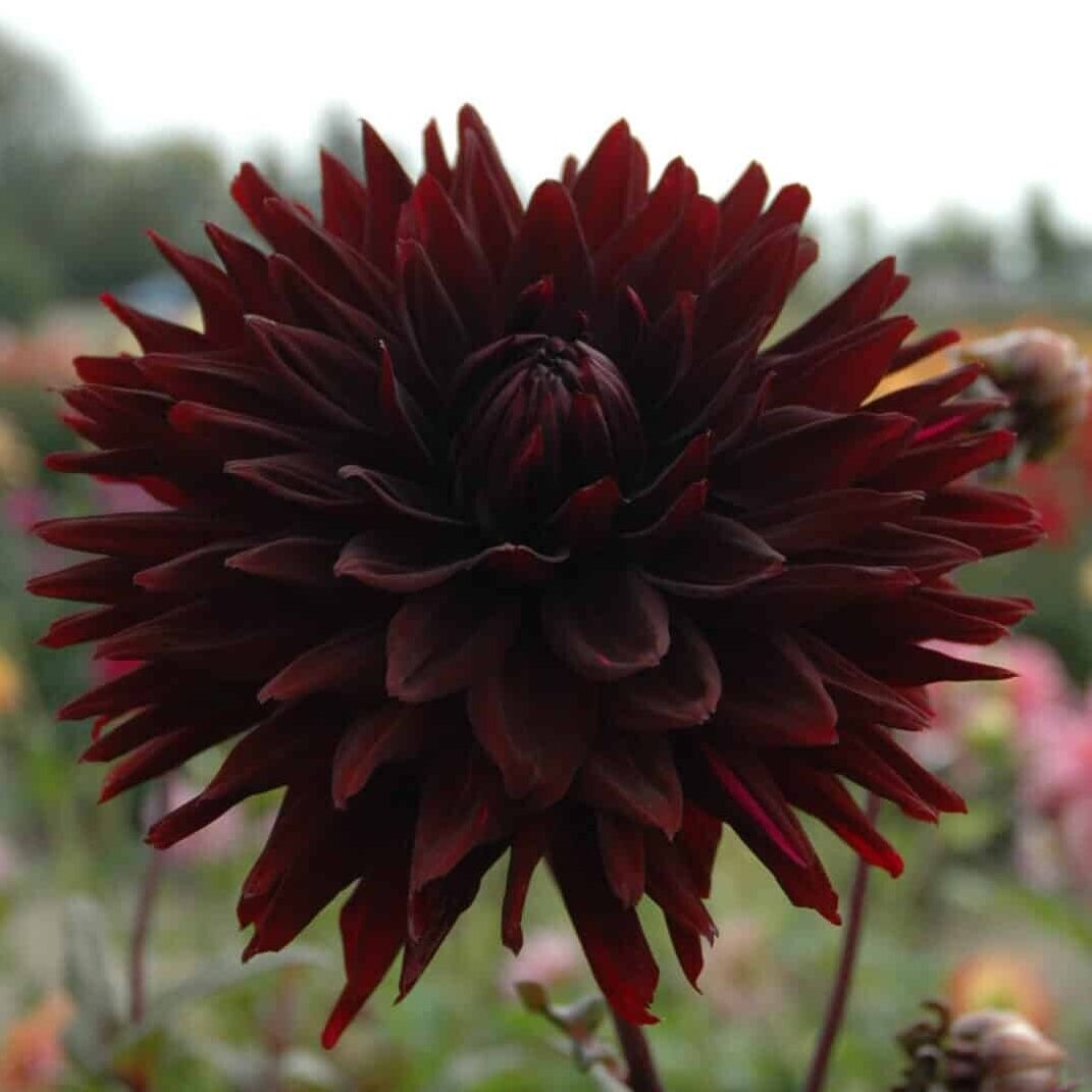 Dahlia 'Black Jack'