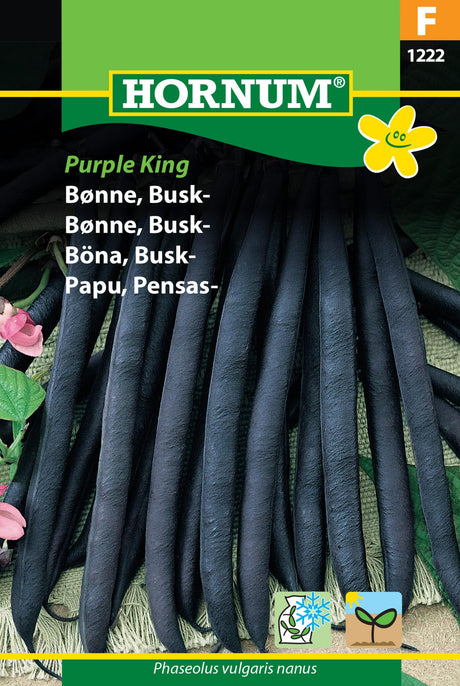 Bønne Busk 'Purple King' Frø Løgbutikken