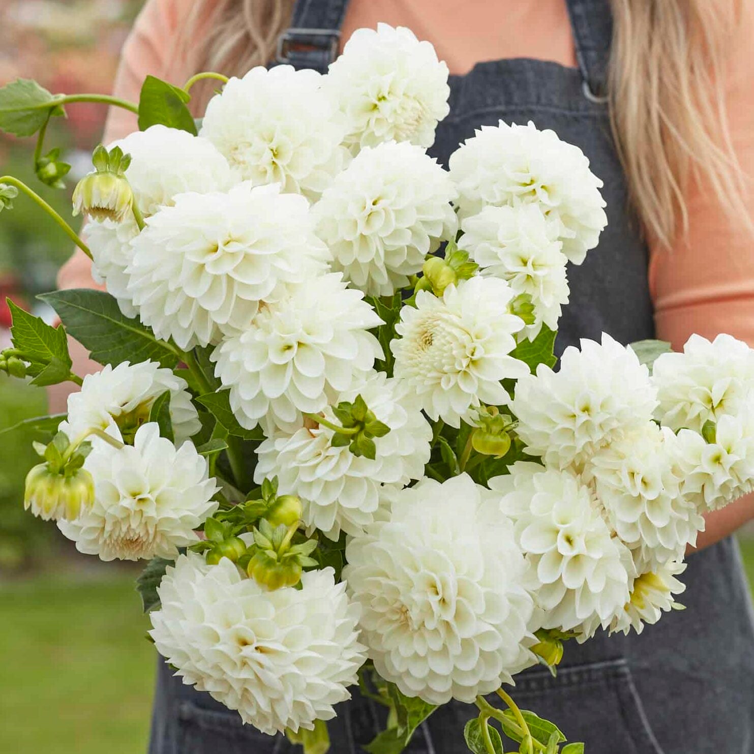 Dahlia 'Boom Boom White'