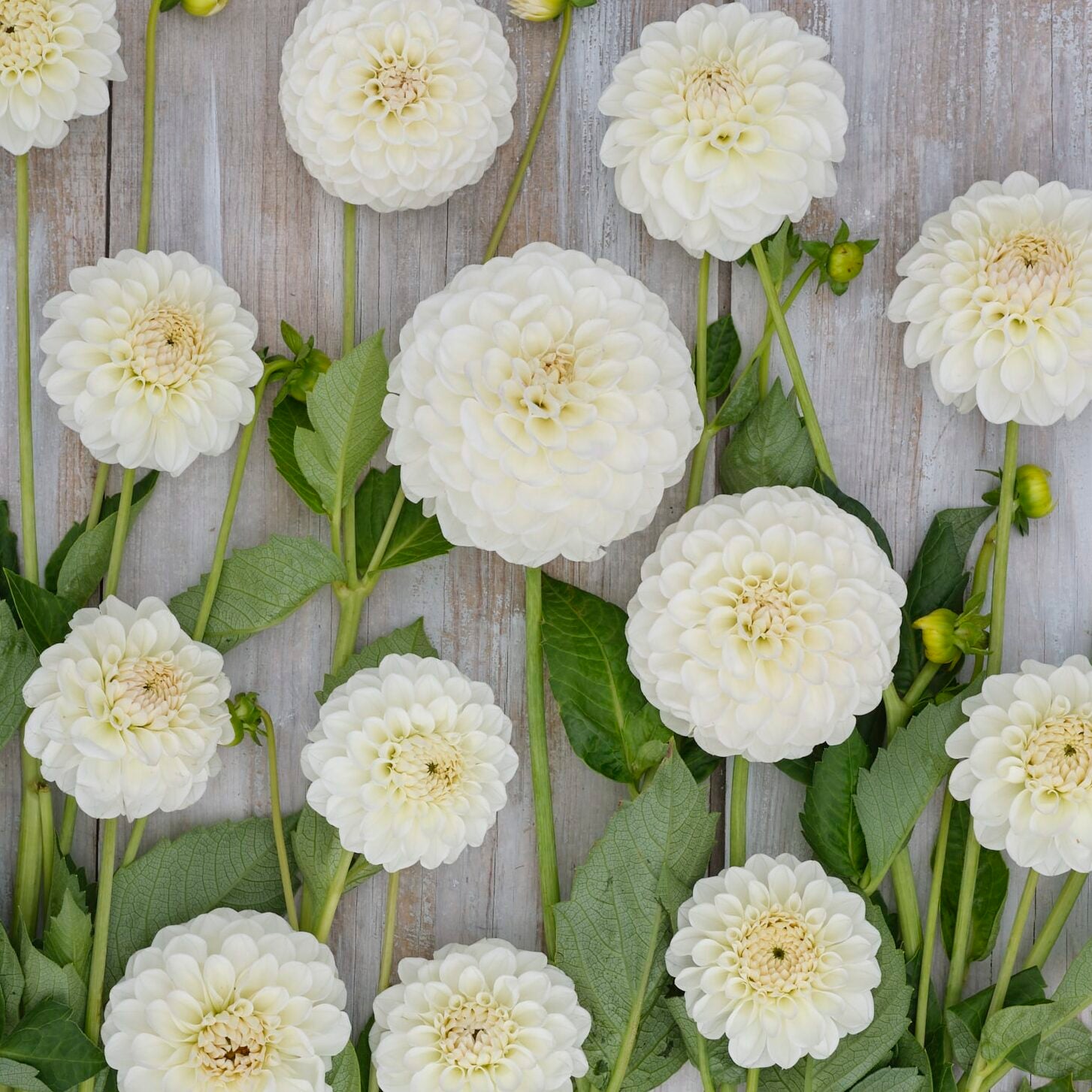 Dahlia 'Boom Boom White'