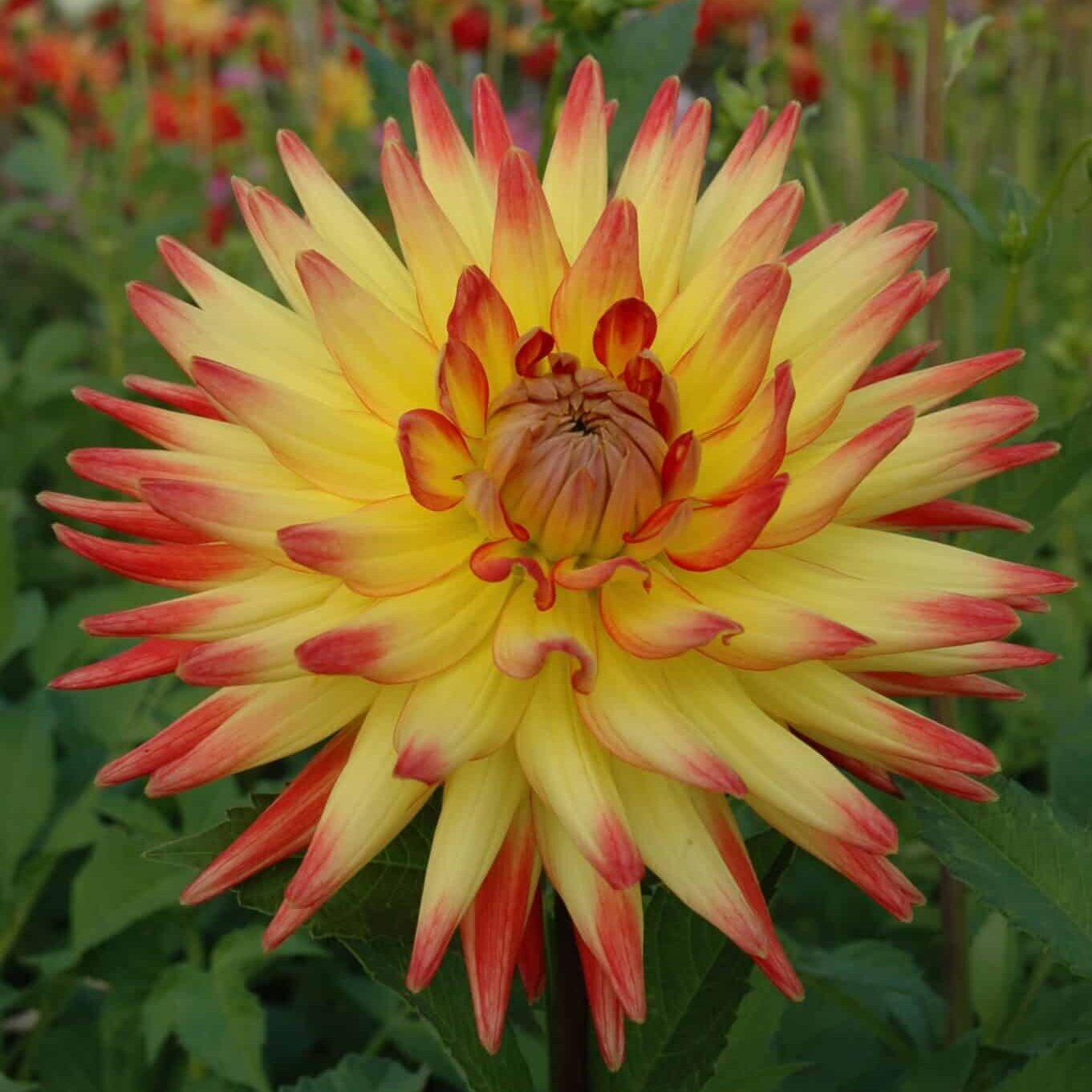 Dahlia 'Bridge View Aloha'