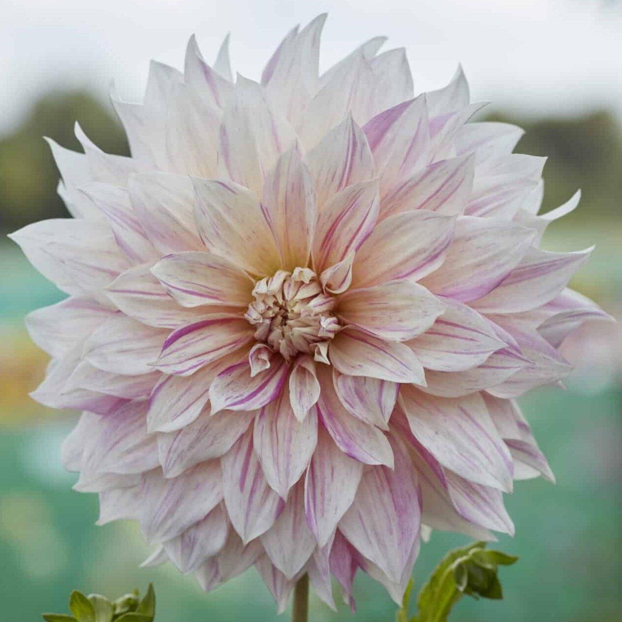 Dahlia 'Café au Lait Twist'