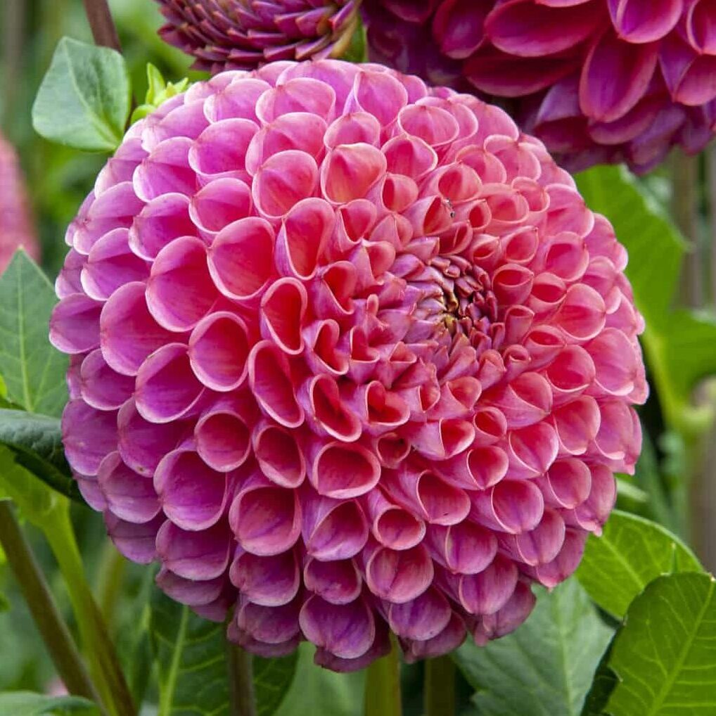 Dahlia 'Caitlin's Joy'