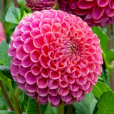 Dahlia 'Caitlin's Joy'