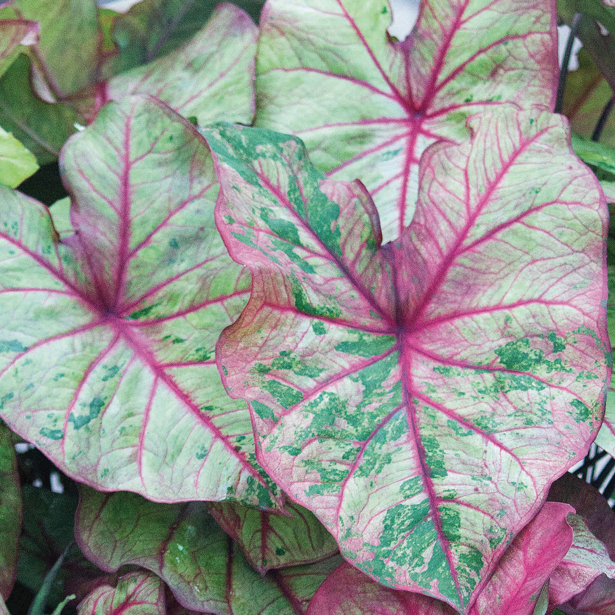 Caladium/Elefantøre 'Autumn Beauty'