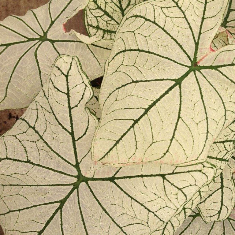 Caladium/Elefantøre 'Candidum Senior'