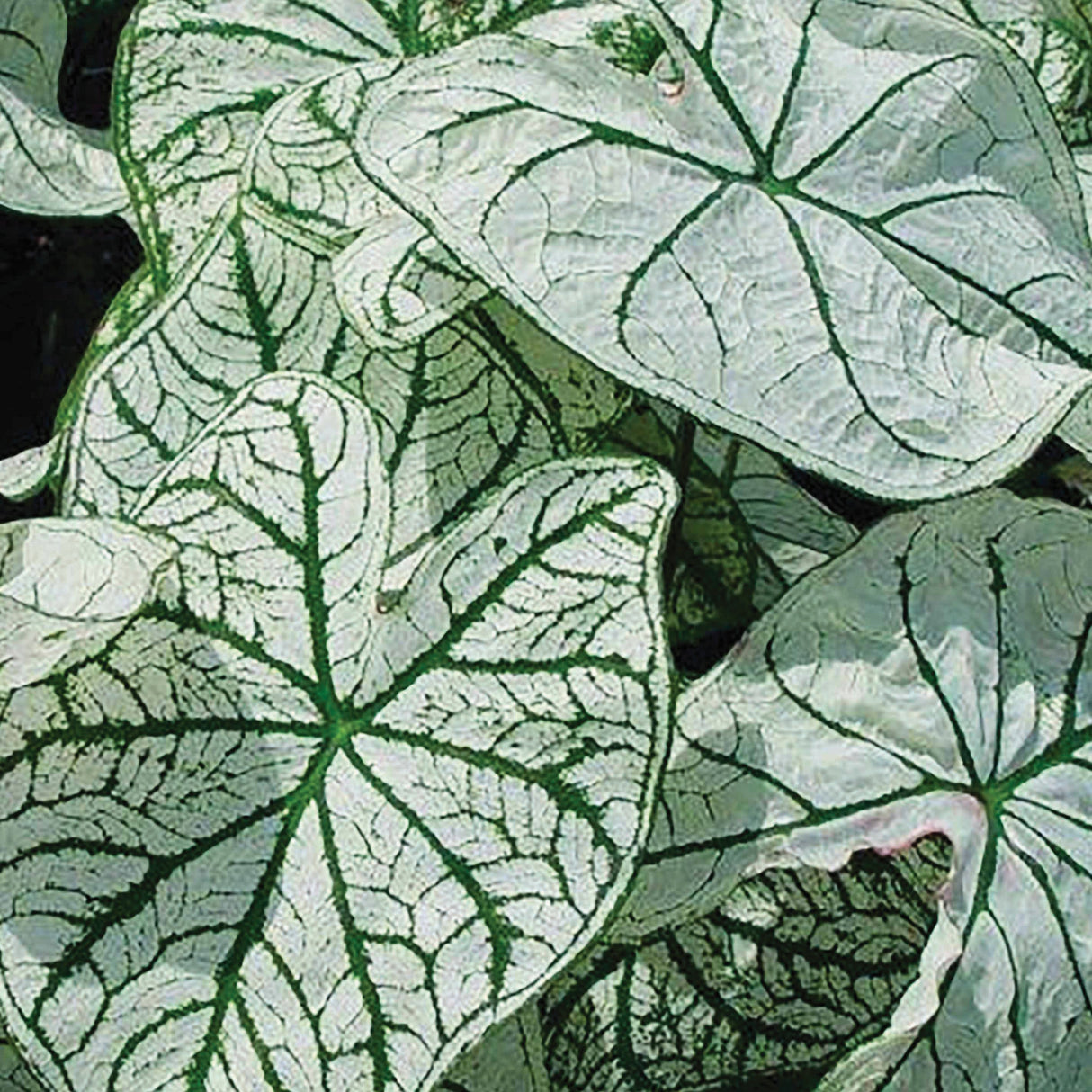 Caladium/Elefantøre 'Candidum'