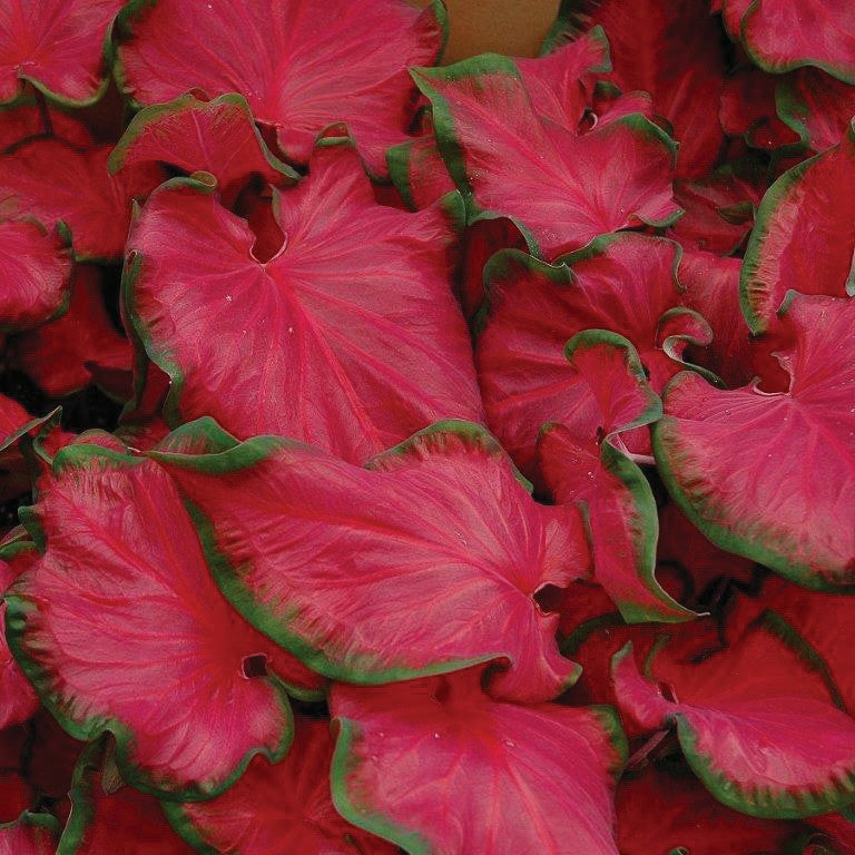 Caladium/Elefantøre 'Cherry Tart'®