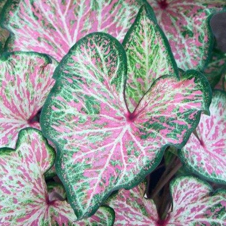 Caladium/Elefantøre 'Dots Delight'®