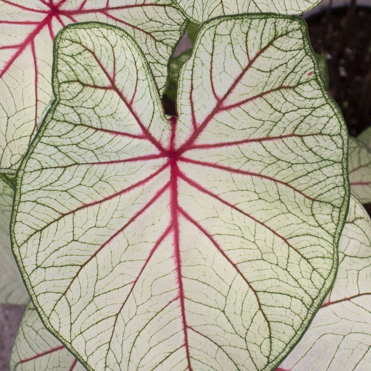 Caladium/Elefantøre 'Fantasy'