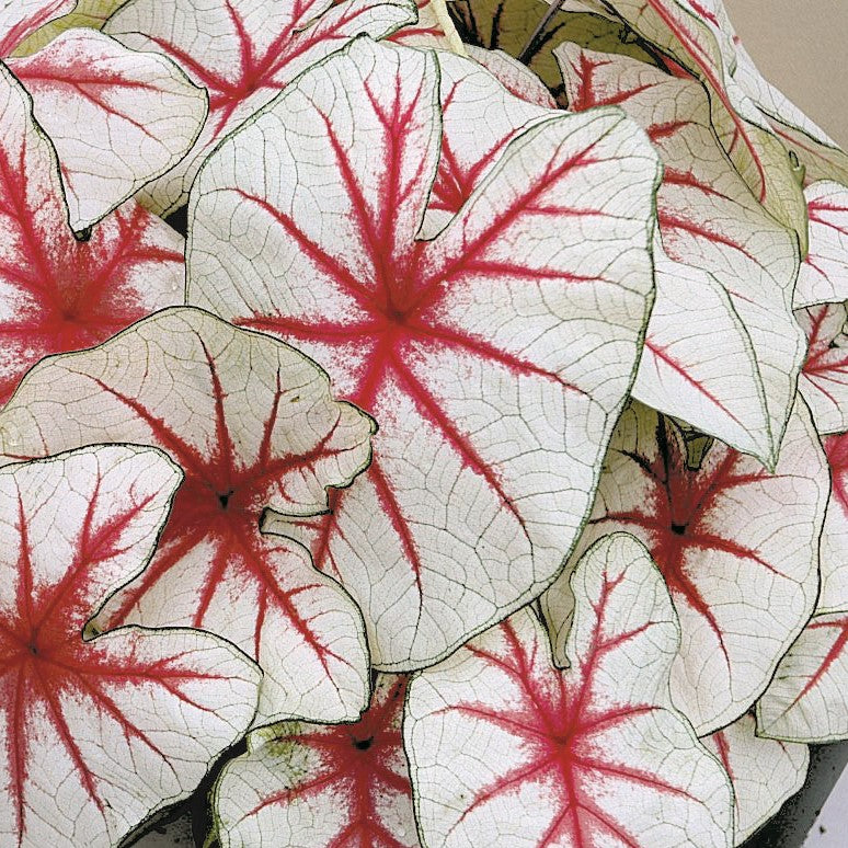 Caladium/Elefantøre 'Fiesta'®