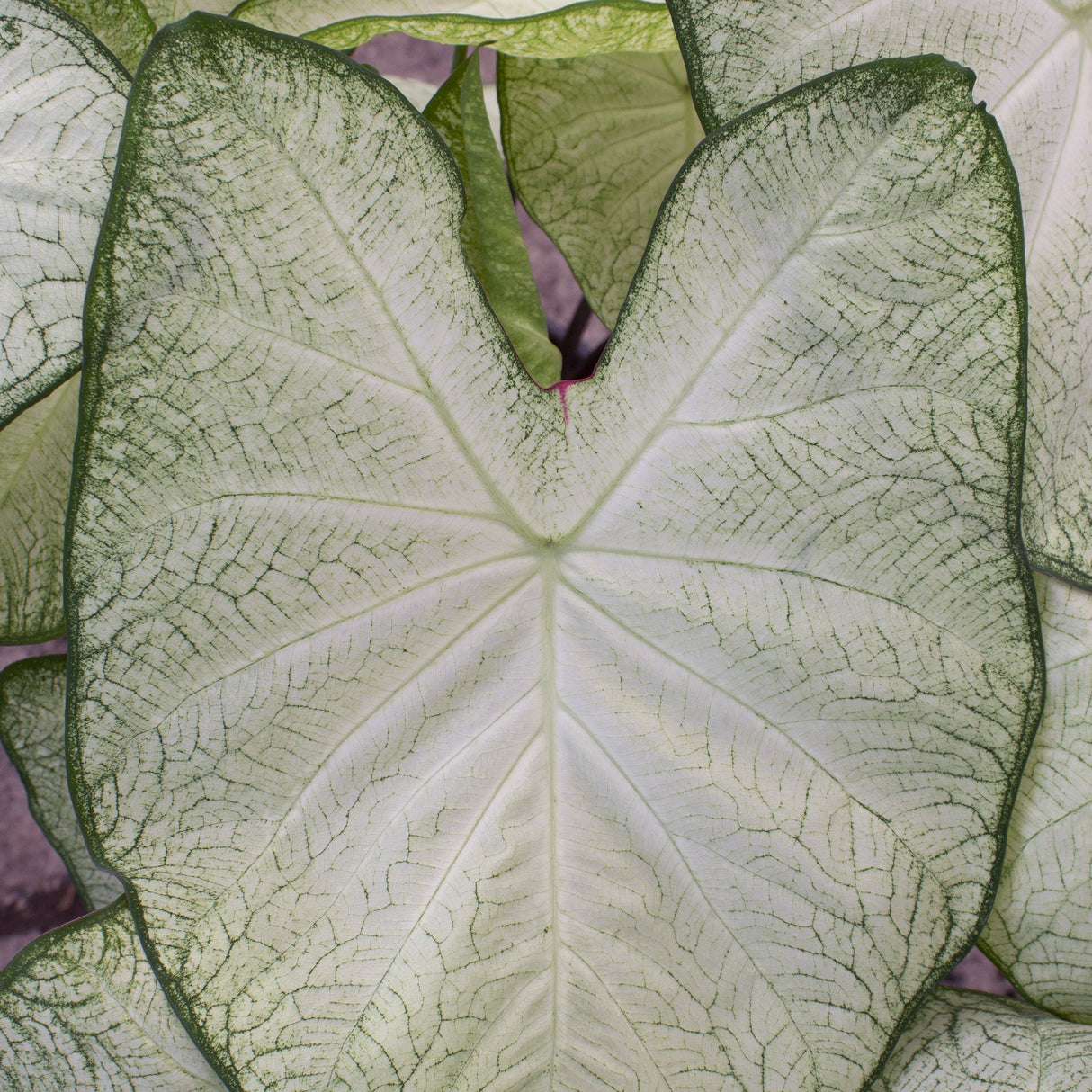Caladium/Elefantøre 'Florida Moonligt'®
