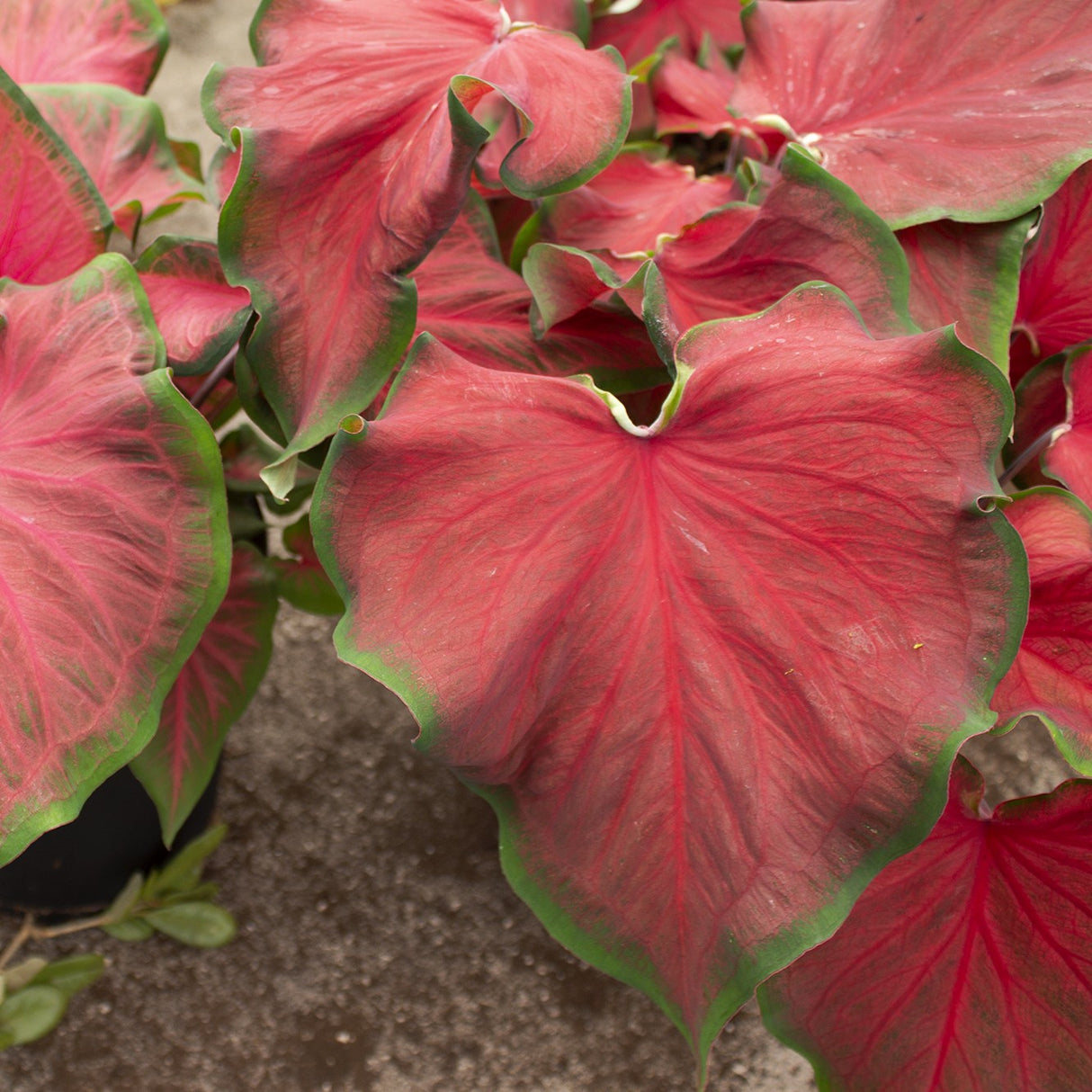 Caladium/Elefantøre 'Florida Red Ruffles'®