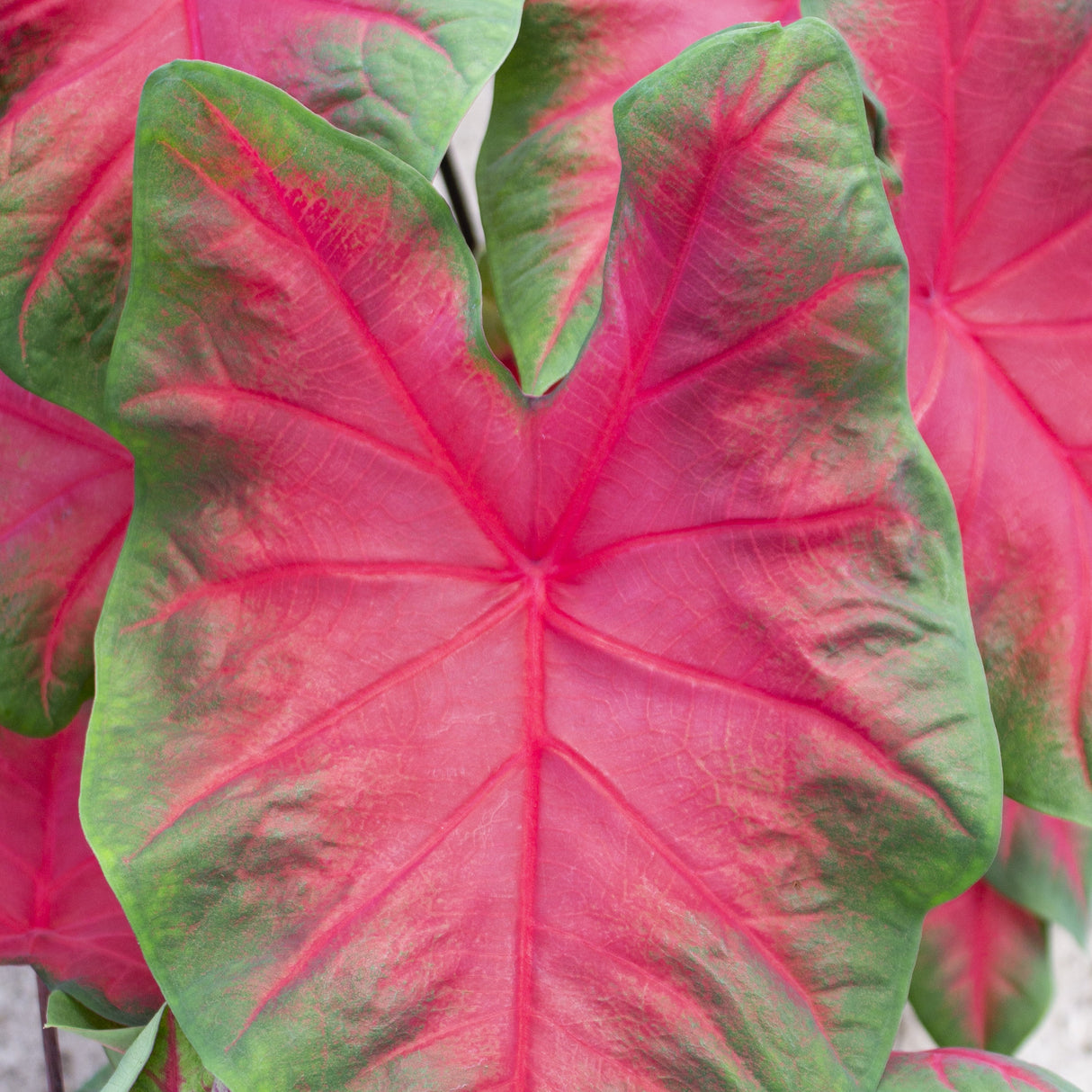 Caladium/Elefantøre 'Frieda Hemple'
