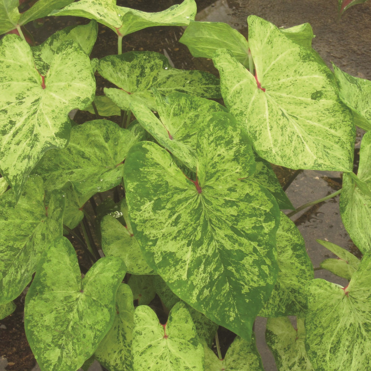 Caladium/Elefantøre 'Frog in a Blender'