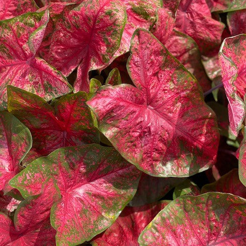 Caladium/Elefantøre 'Lava Glow'
