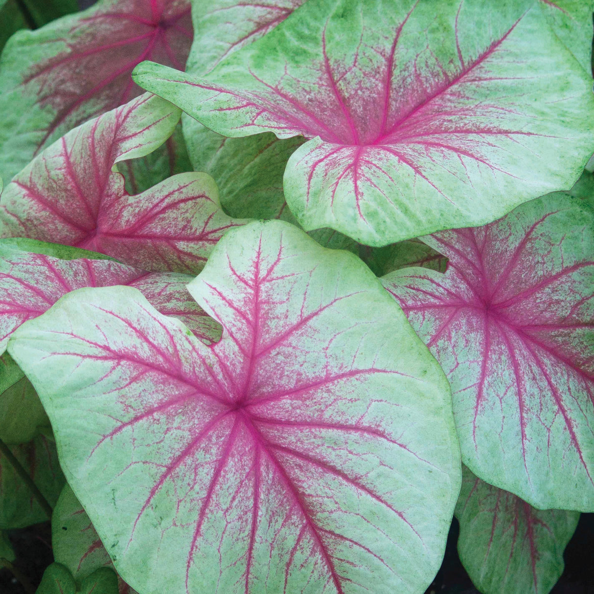 Caladium/Elefantøre 'Mint Julep'