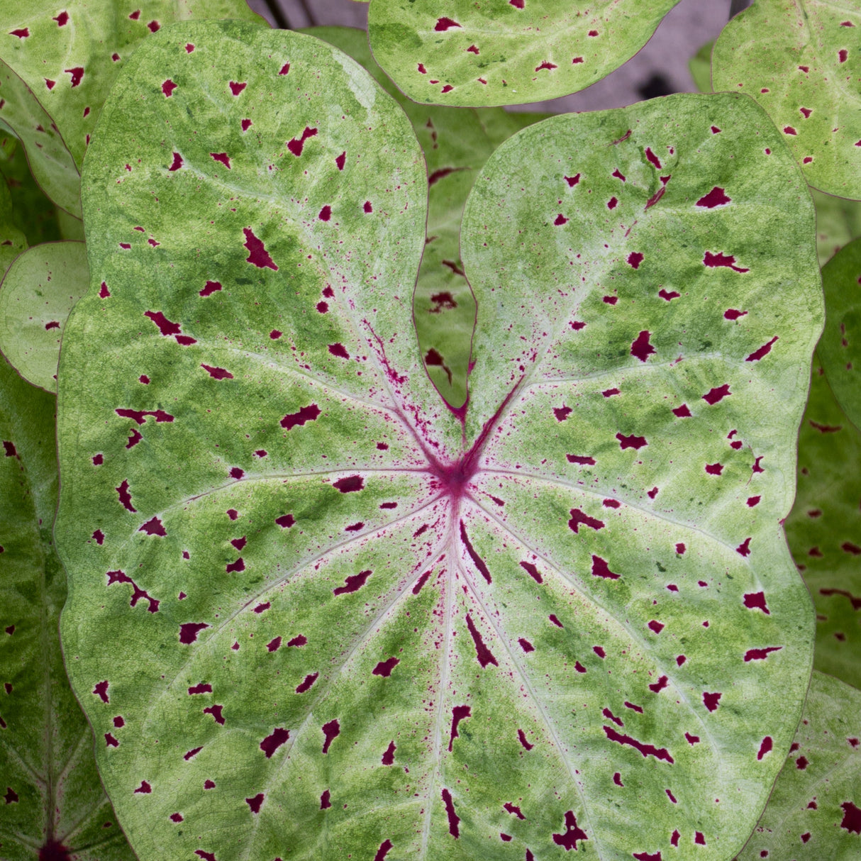 Caladium/Elefantøre 'Miss Muffet'