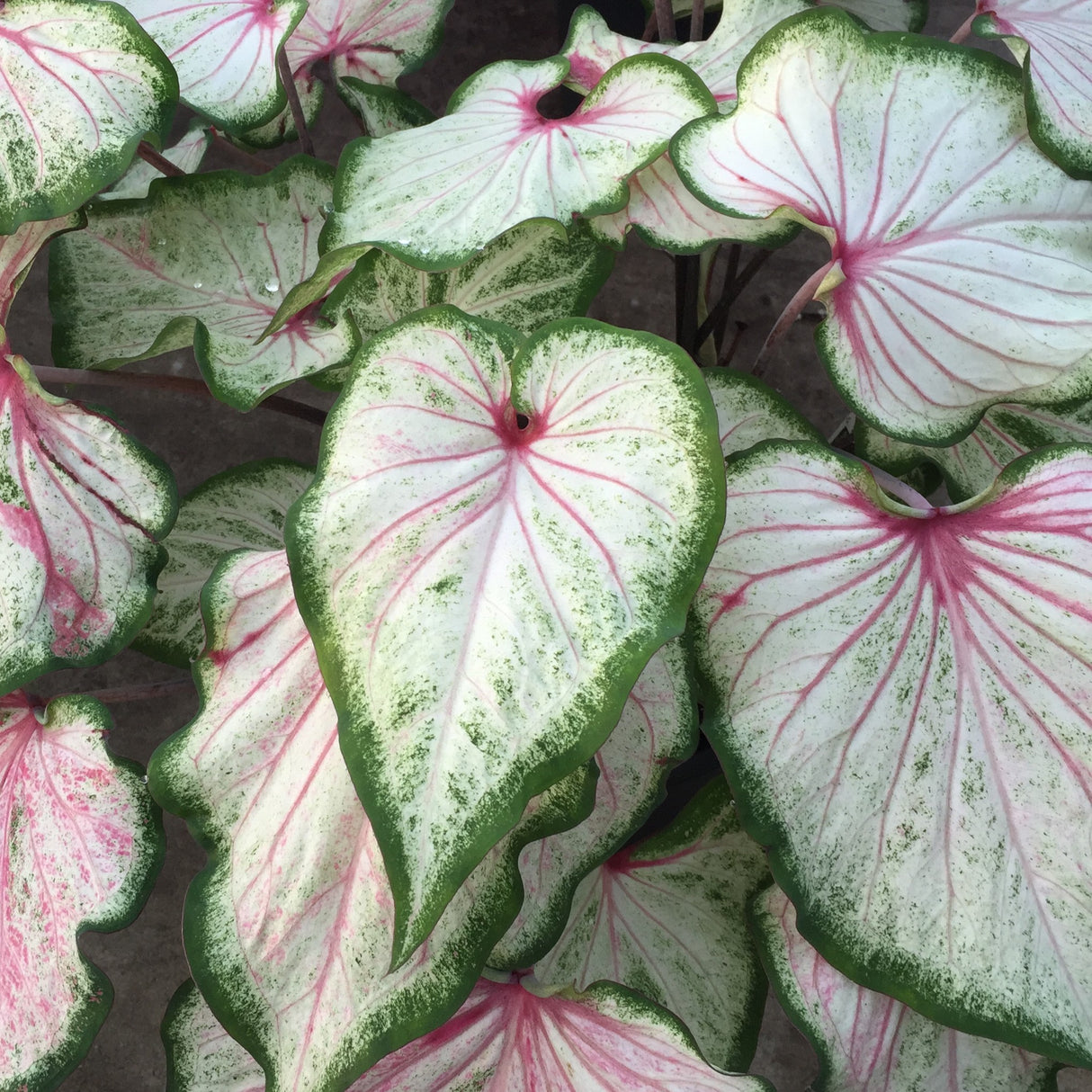 Caladium/Elefantøre 'Pearl Blush'