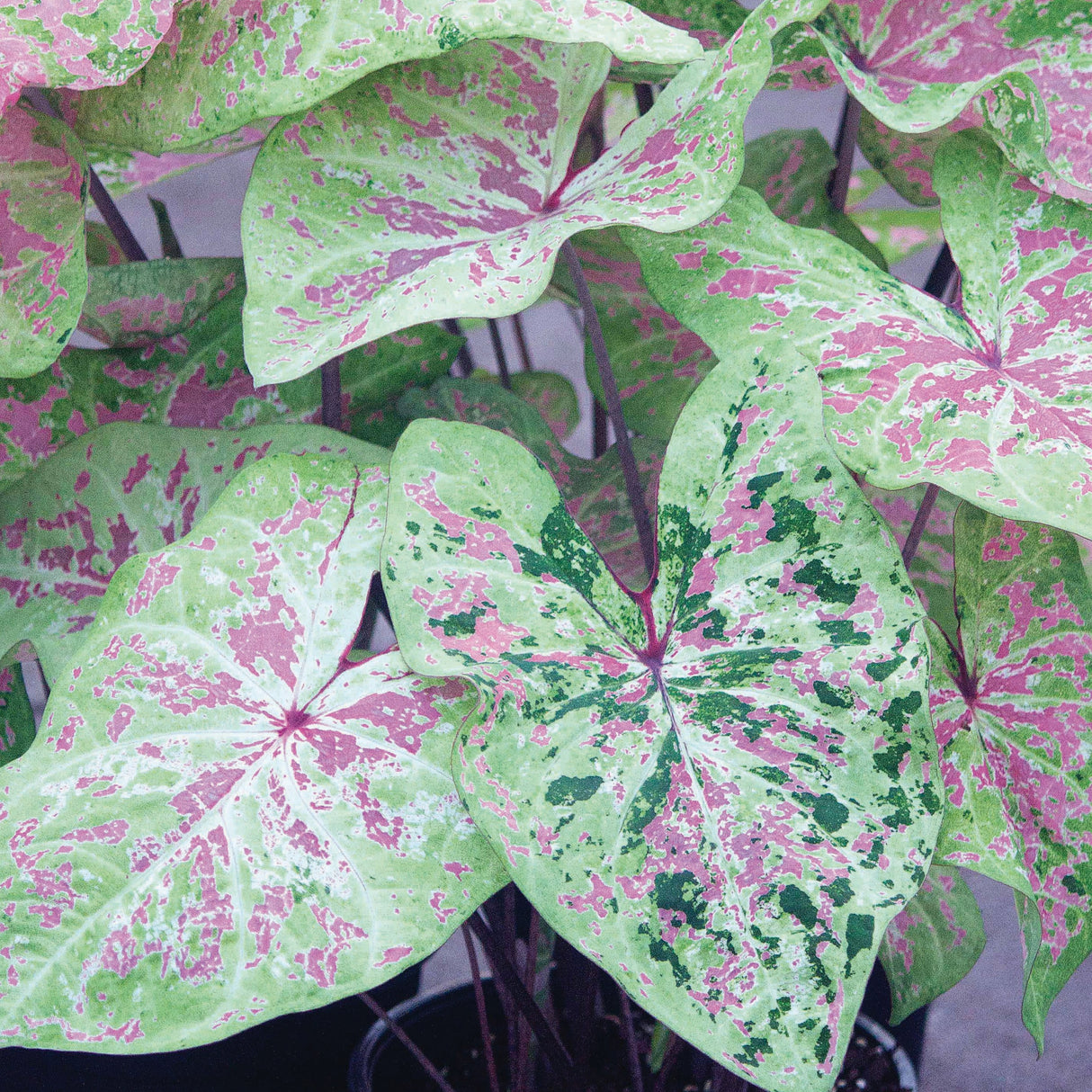 Caladium/Elefantøre 'Sea Foam Pink®