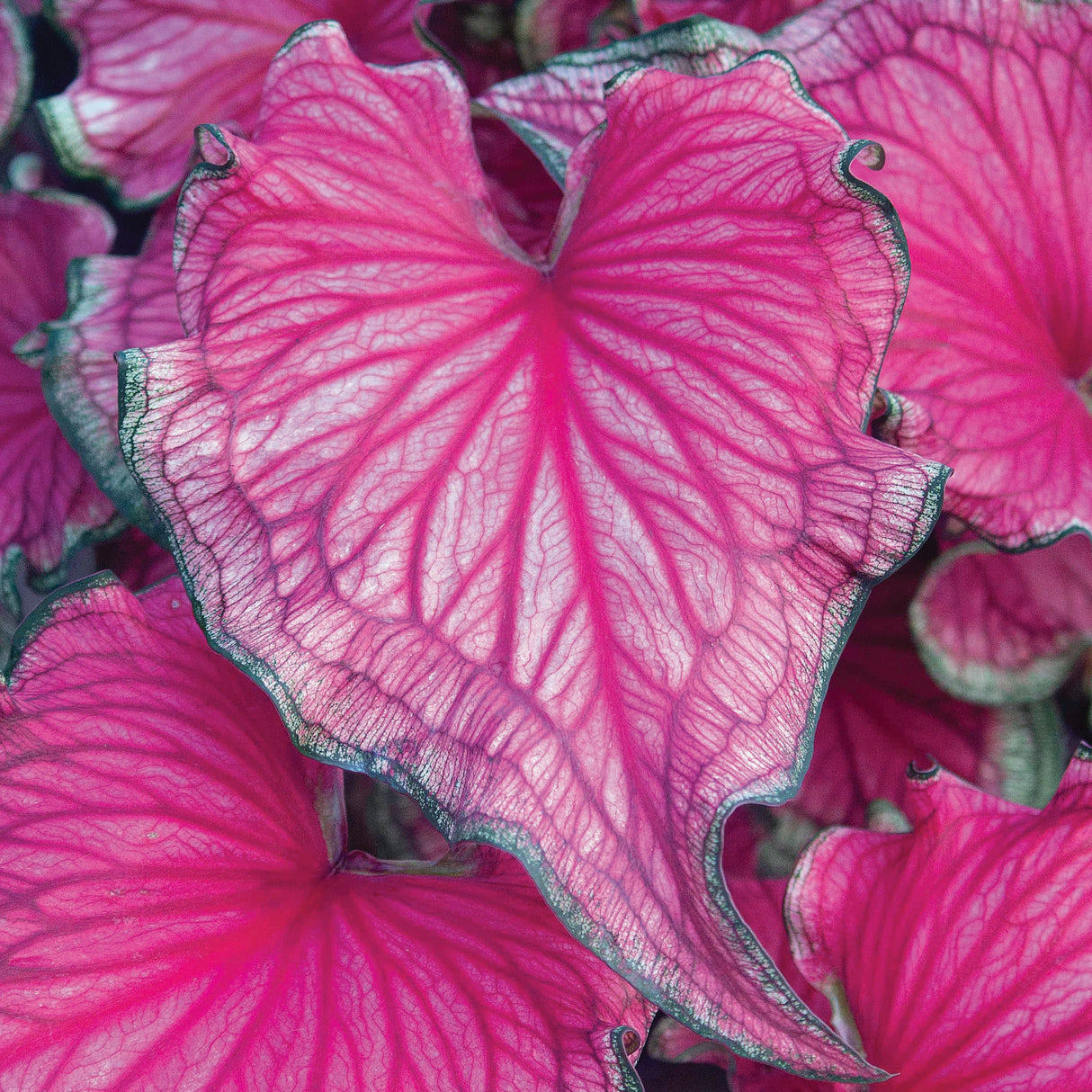 Caladium/Elefantøre 'Sizzle'®