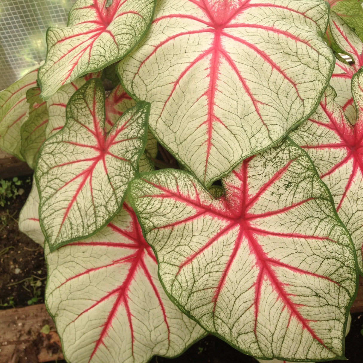 Caladium/Elefantøre 'White Queen'
