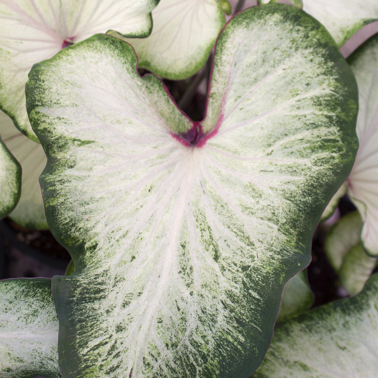 Caladium/Elefantøre 'White Wing'