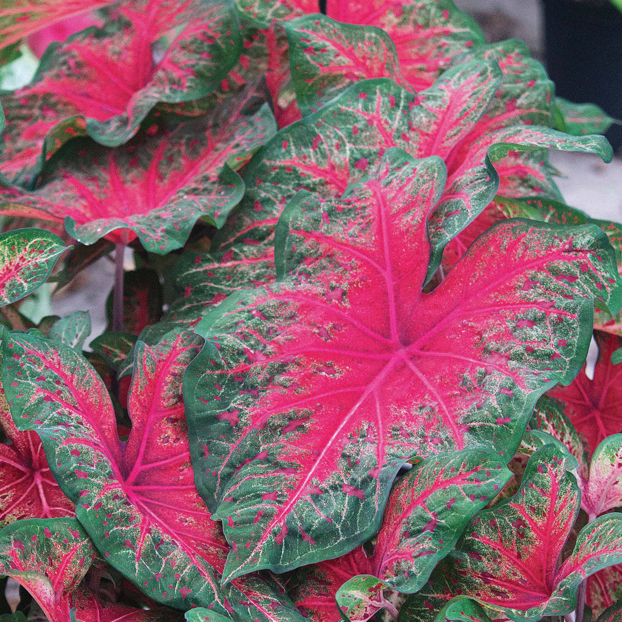 Caladium/Elefantøre 'Wild Fire'